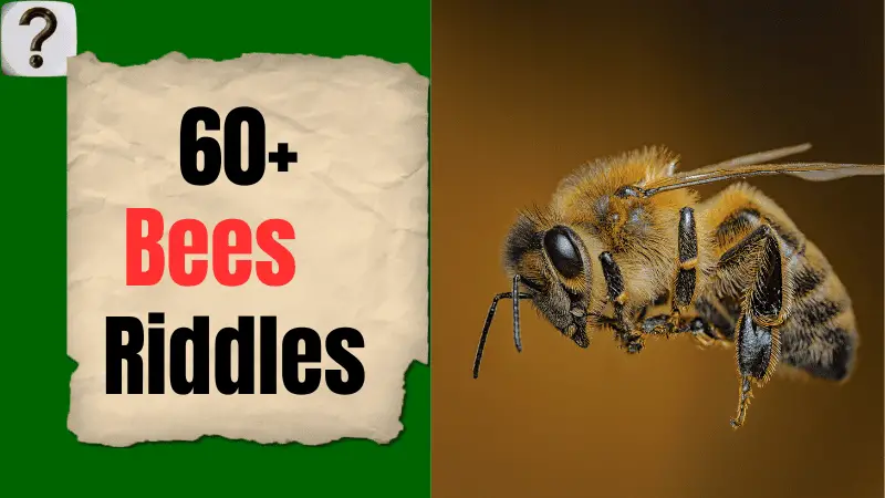 60+ Best Riddles About Bees (With Answers0