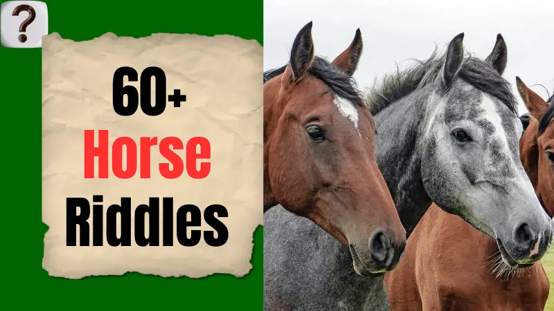 60+ Best Riddles About Horses (With Answers)