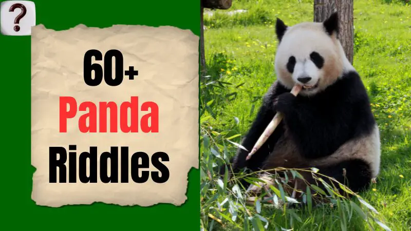 Panda Riddles