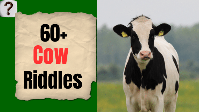 60+ Best Riddles About Cows (With Answers)