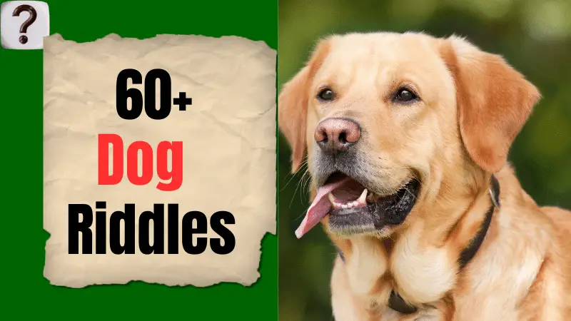 60+ Best Riddles About Dogs (With Answers)