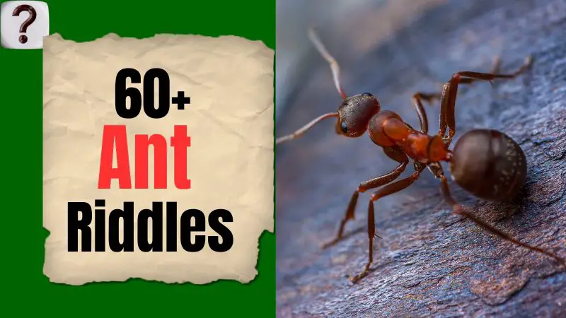 Ant-Riddles Image