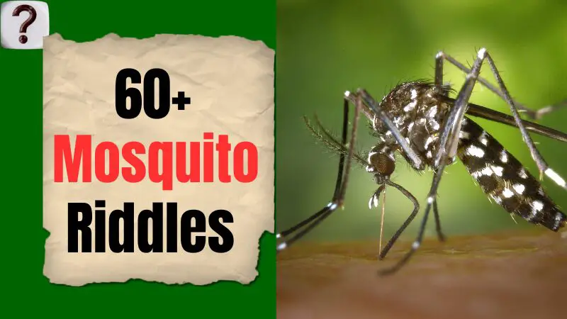 Mosquito riddle Image