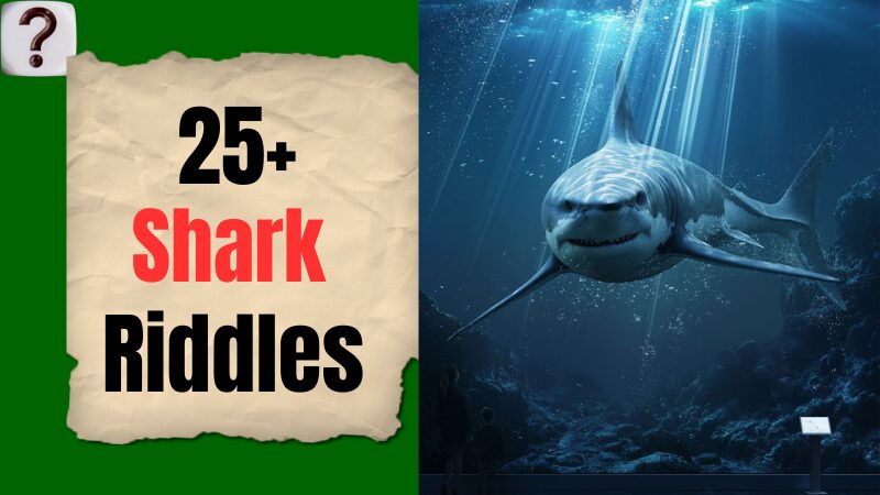 Shark-Riddles