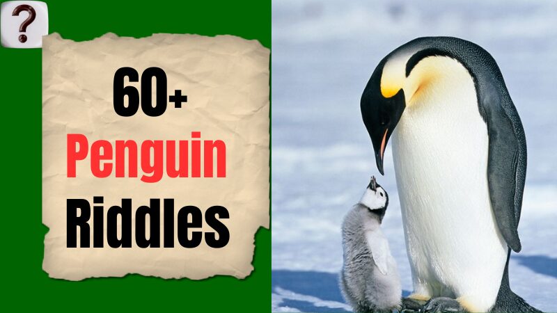 Penguin-Riddles