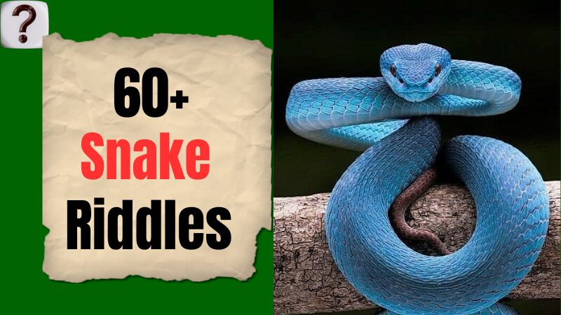 60+ Best Snake Riddles That Will Blow Your Mind