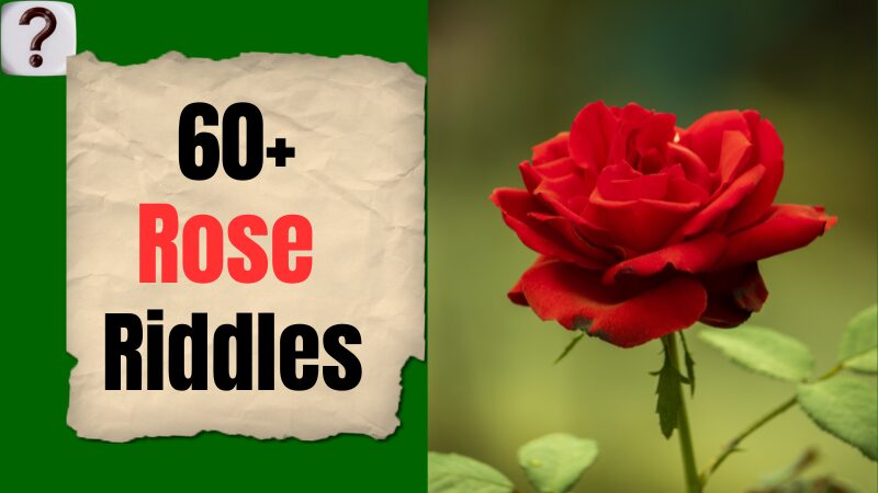 Rose Riddle Image