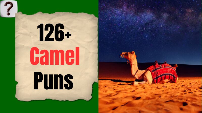 126-Camel-Puns